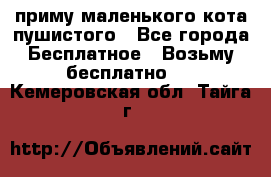 приму маленького кота пушистого - Все города Бесплатное » Возьму бесплатно   . Кемеровская обл.,Тайга г.